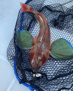 ホウボウの釣果