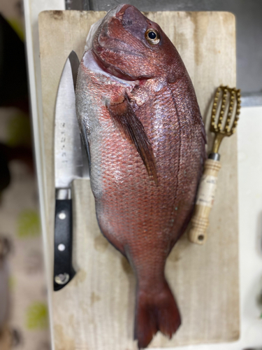 マダイの釣果