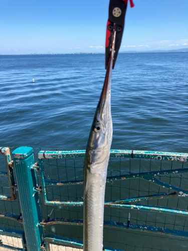 ダツの釣果