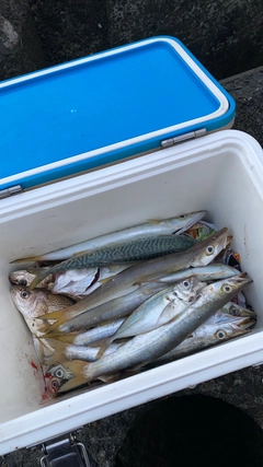 カマスの釣果