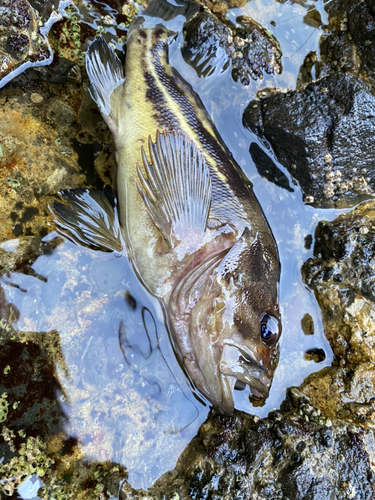 シマゾイの釣果