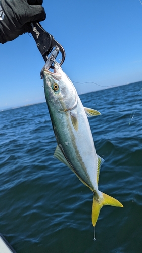 ワカシの釣果