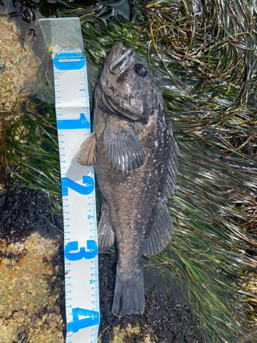 クロソイの釣果