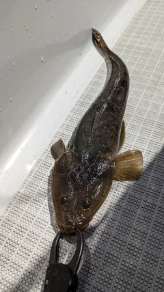 マゴチの釣果