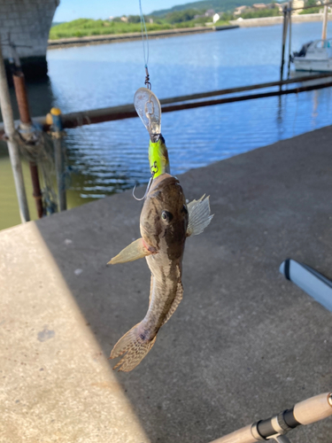 マハゼの釣果