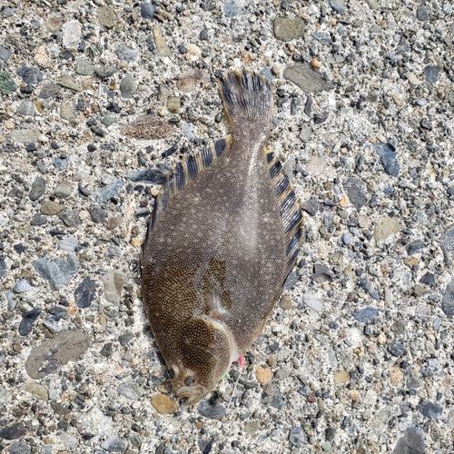 マツカワの釣果