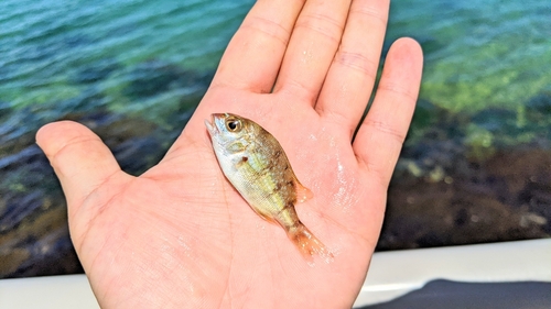 タイの釣果