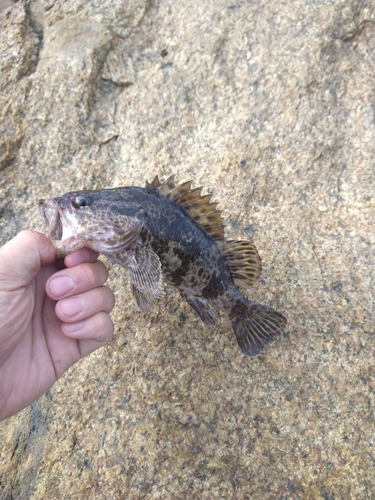 タケノコメバルの釣果