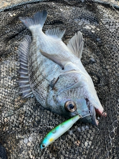 チヌの釣果