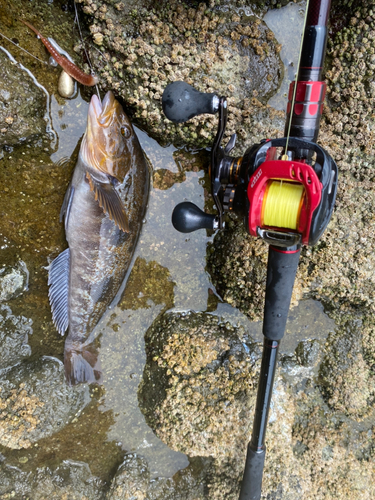 アイナメの釣果