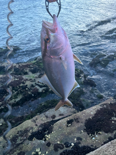 ツバスの釣果