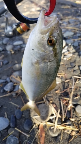 ショゴの釣果