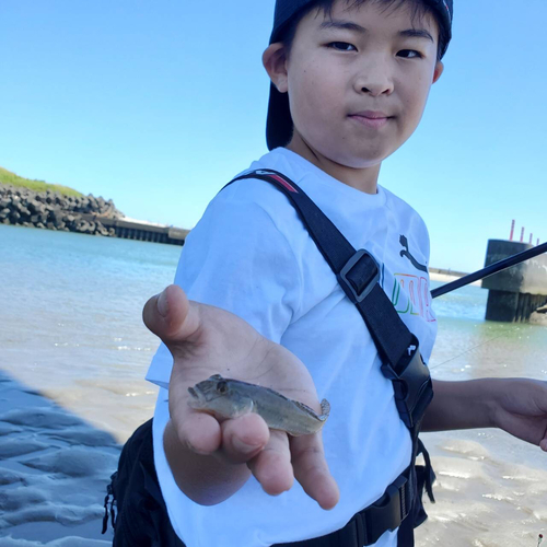 ハゼの釣果