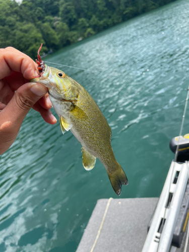 スモールマウスバスの釣果