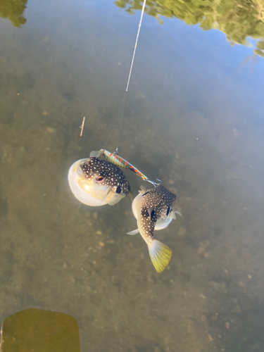 クサフグの釣果