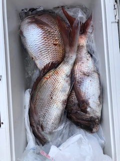 タイの釣果