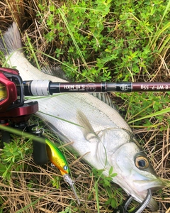 ヒラスズキの釣果