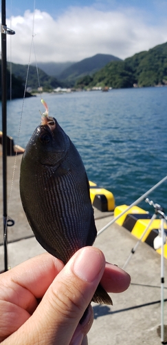 ウミタナゴの釣果