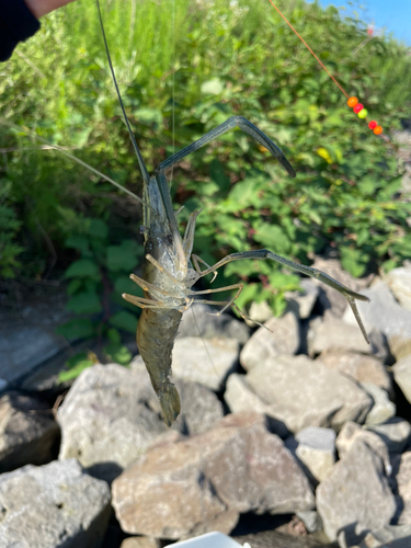 テナガエビの釣果