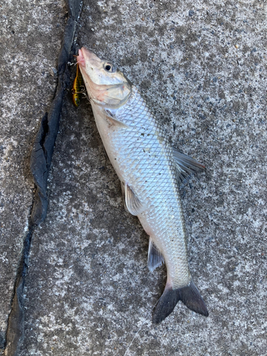 ニゴイの釣果