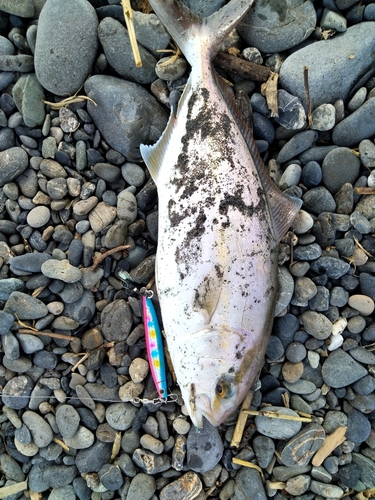 ショゴの釣果