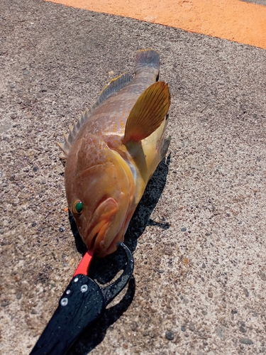 アオハタの釣果