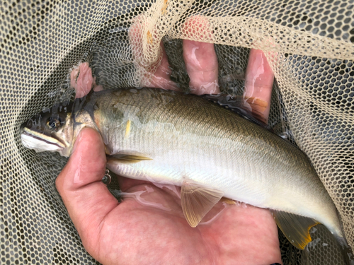 アユの釣果