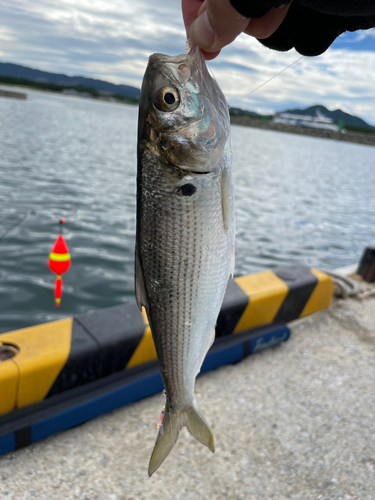 コノシロの釣果