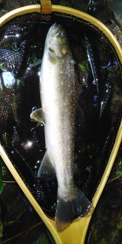 イワナの釣果