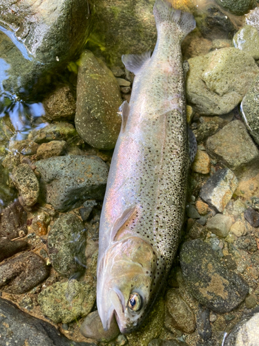 ニジマスの釣果