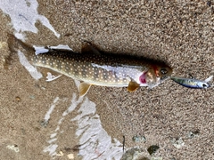 イワナの釣果