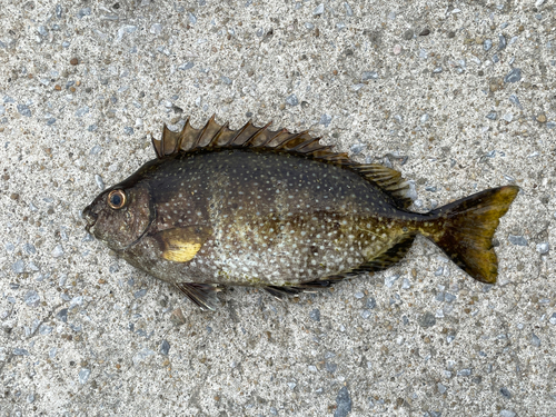 バリの釣果