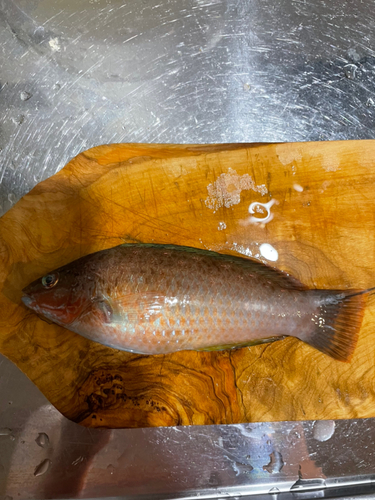 アコウの釣果