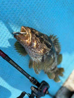 ベッコウゾイの釣果