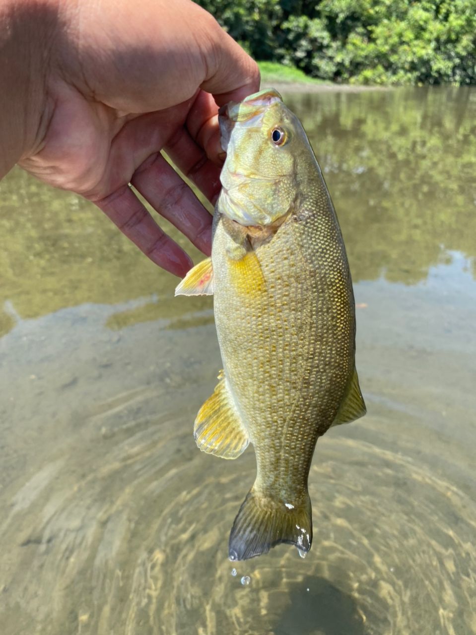 スモールマウスバス