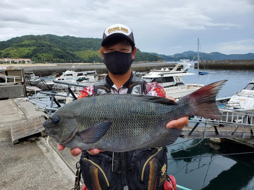 クチブトグレの釣果