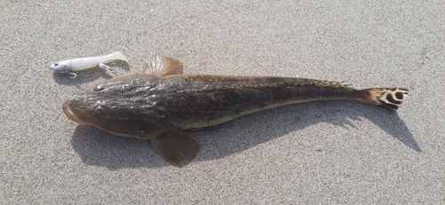 マゴチの釣果