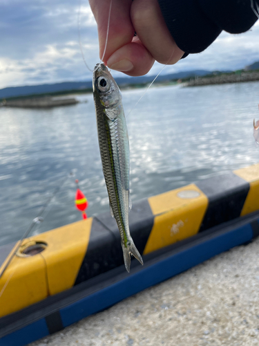 イワシの釣果