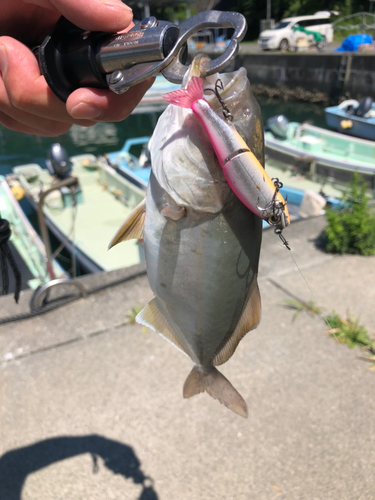 ショゴの釣果