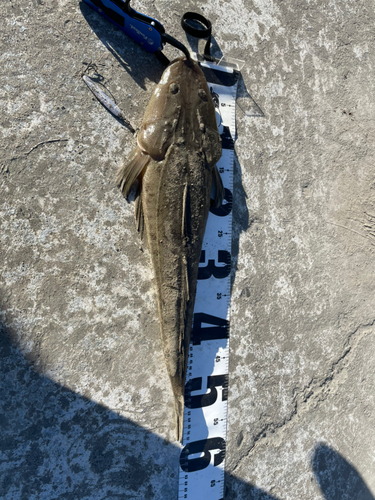 マゴチの釣果