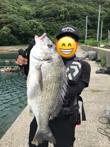 キビレの釣果