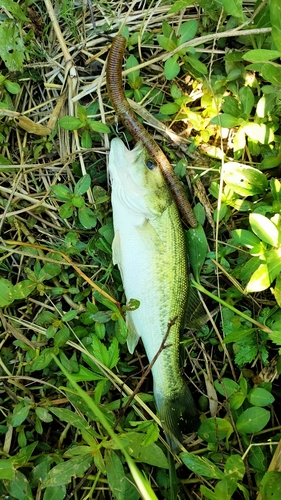 ブラックバスの釣果