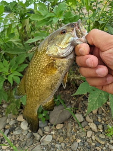 スモールマウスバスの釣果