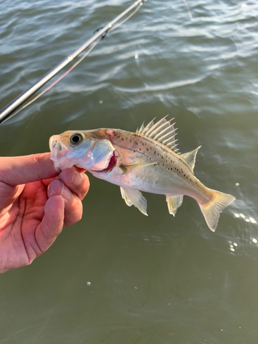 セイゴ（タイリクスズキ）の釣果