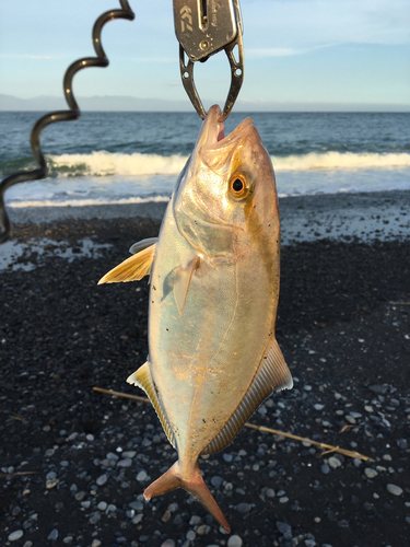 ショゴの釣果