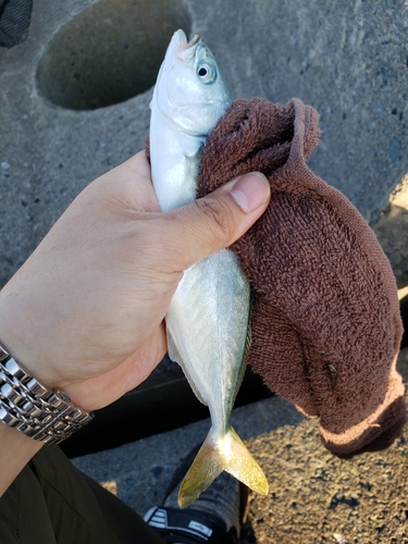 ショゴの釣果