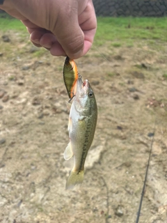 ラージマウスバスの釣果