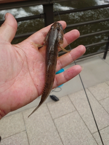 マハゼの釣果