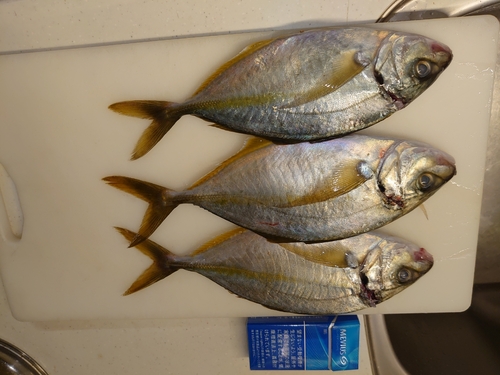 シマアジの釣果