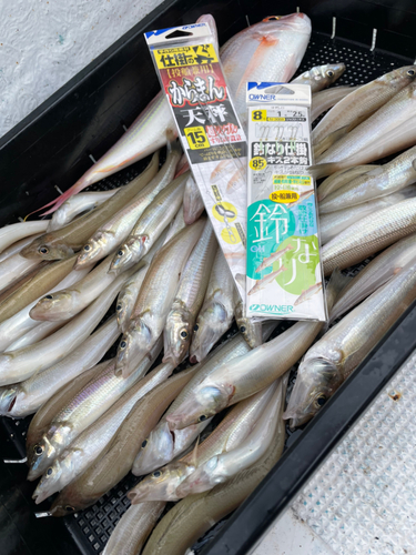 シロギスの釣果